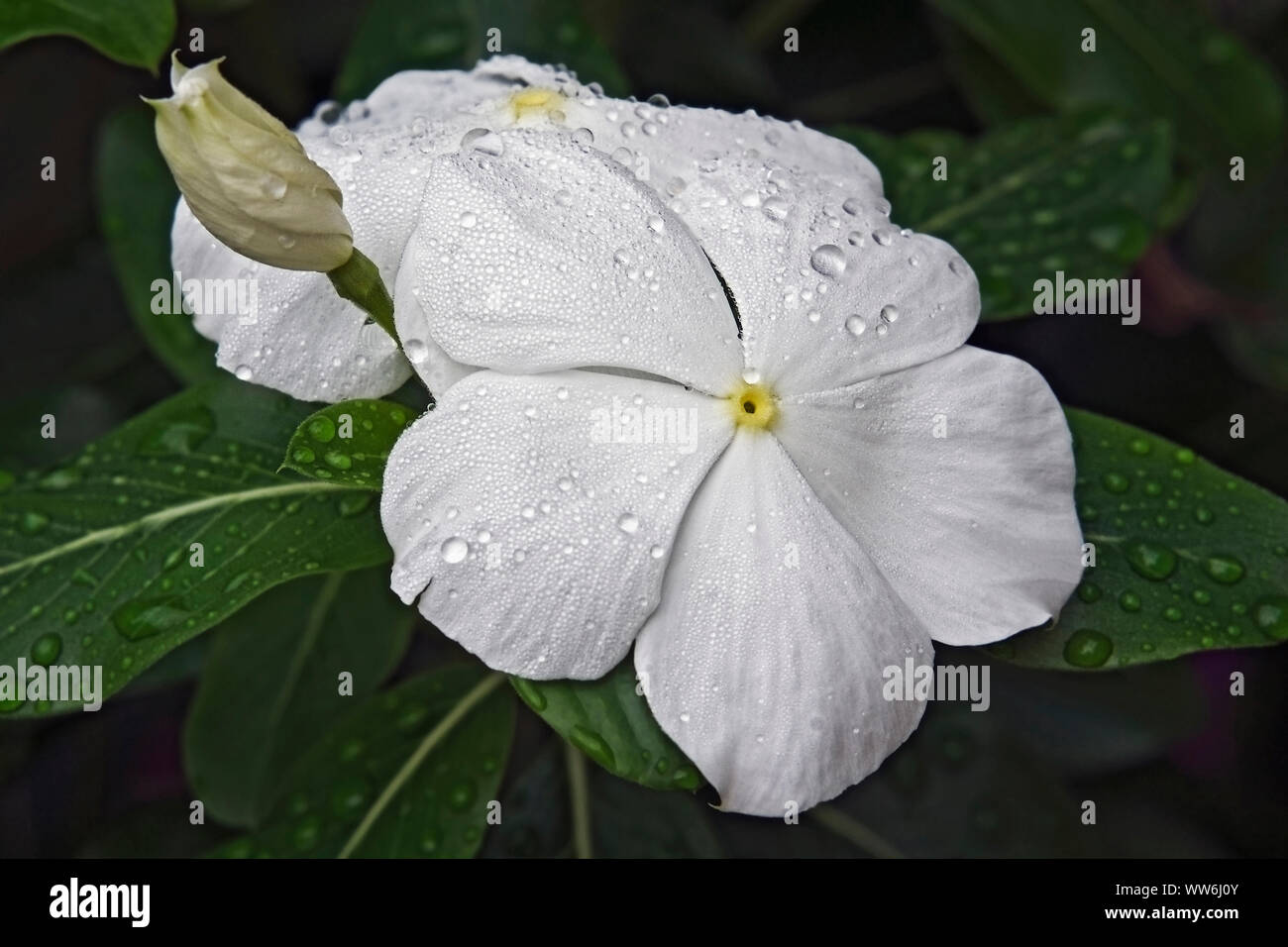 Immergrün, Madagaskar periwinkle, Catharanthus roseus, weiße Blume wächst Outdoor. Stockfoto