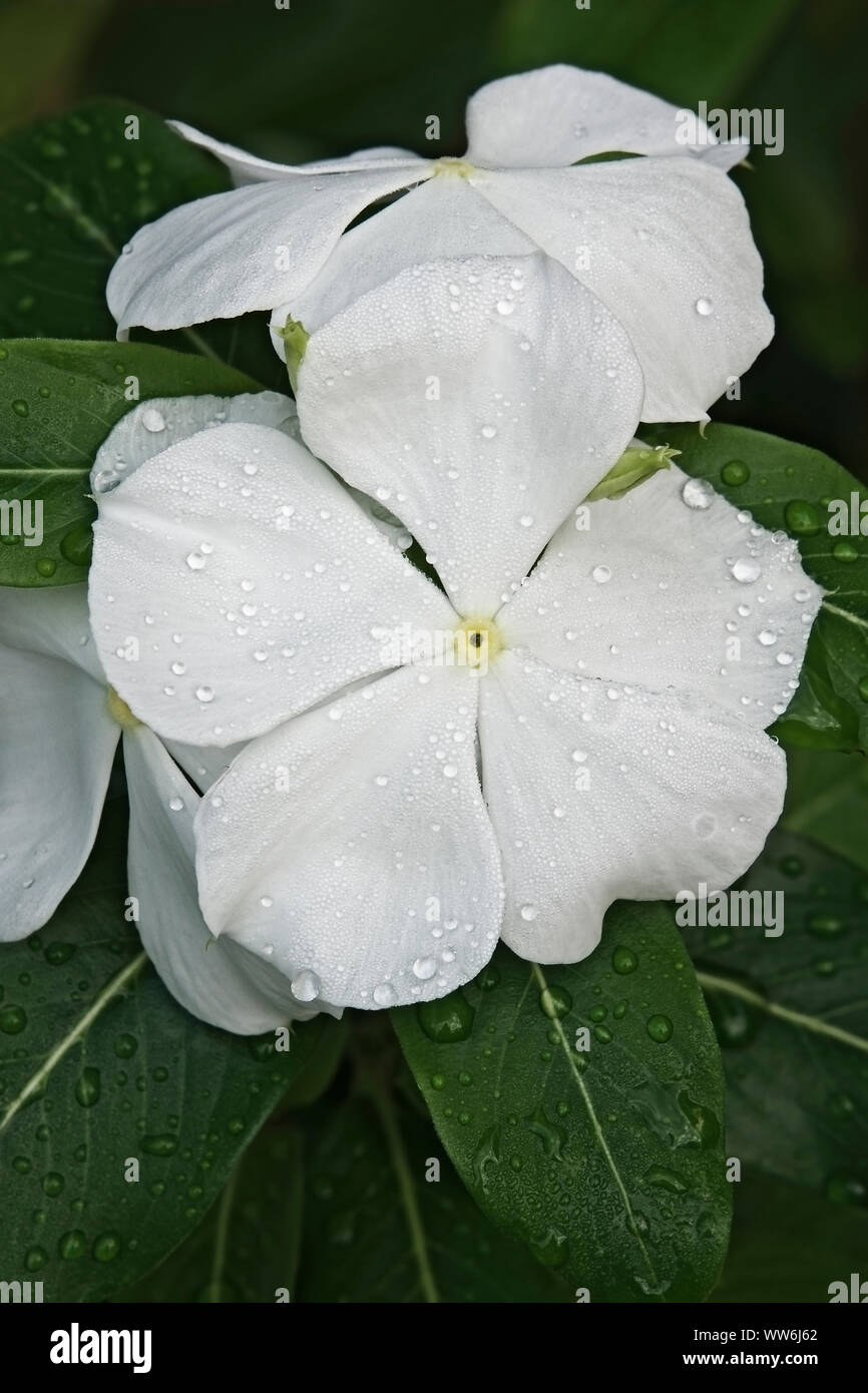 Immergrün, Madagaskar periwinkle, Catharanthus roseus, Weiße Blumen wachsen im Freien. Stockfoto