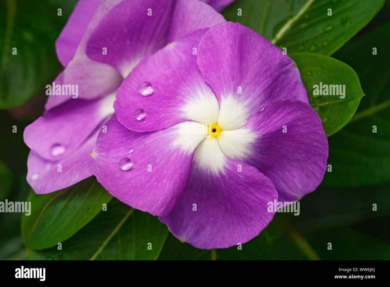 Immergrün, Madagaskar periwinkle, Catharanthus roseus, rosa gefärbten Blüten wachsen Outdoor. Stockfoto