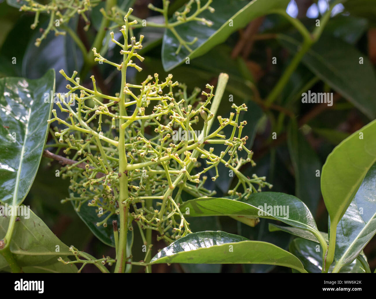 Close-up von Kopfschmerzen Baum Blätter und Knospen. Stockfoto