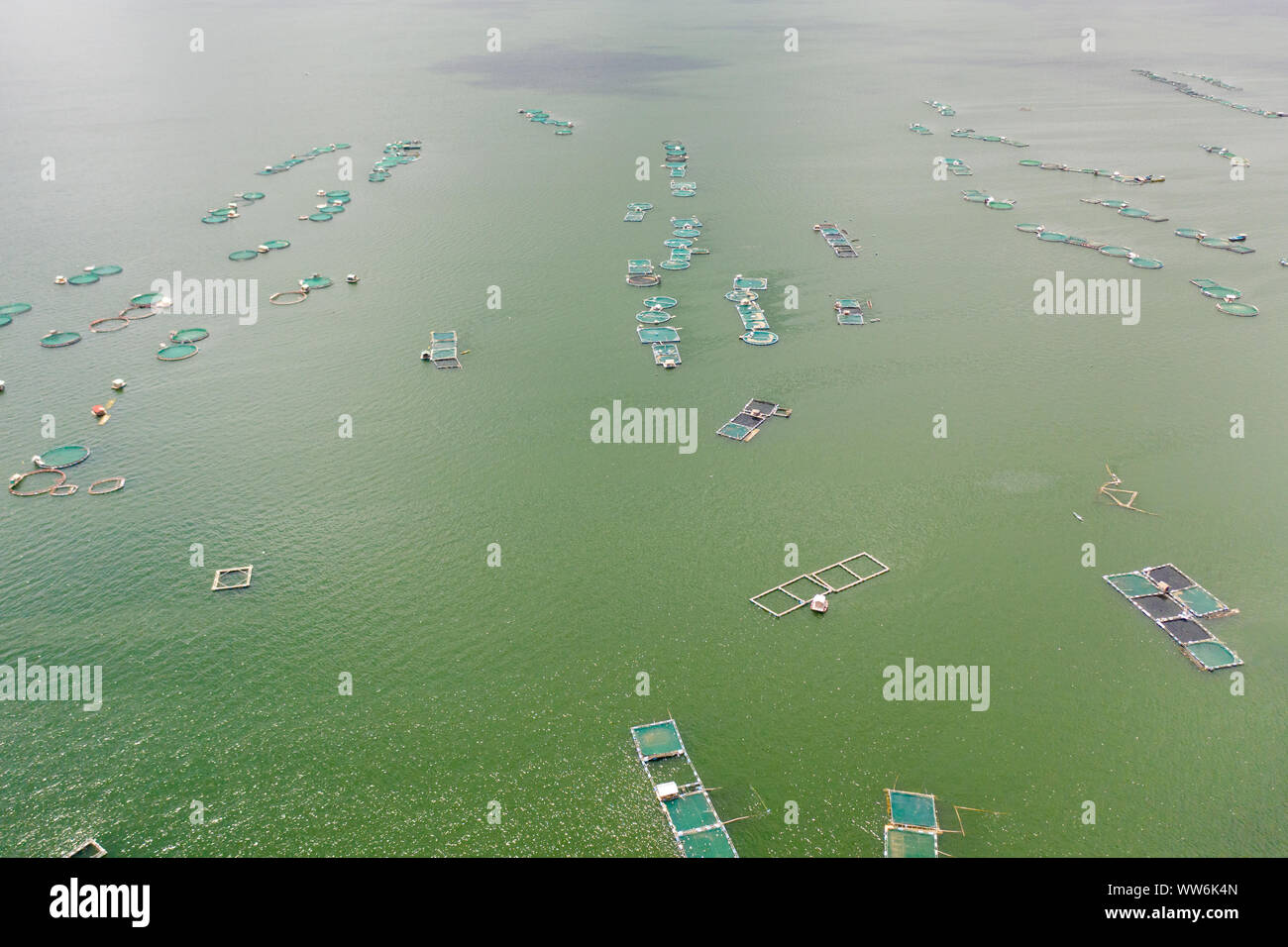 Fischzucht mit Käfigen für Fische und Garnelen auf dem See Taal, Ansicht von oben. Fisch Käfig für Tilapia, milchfisch Landwirtschaft Aquakultur oder Fischzucht Praktiken. Philippinen, Luzon. Stockfoto