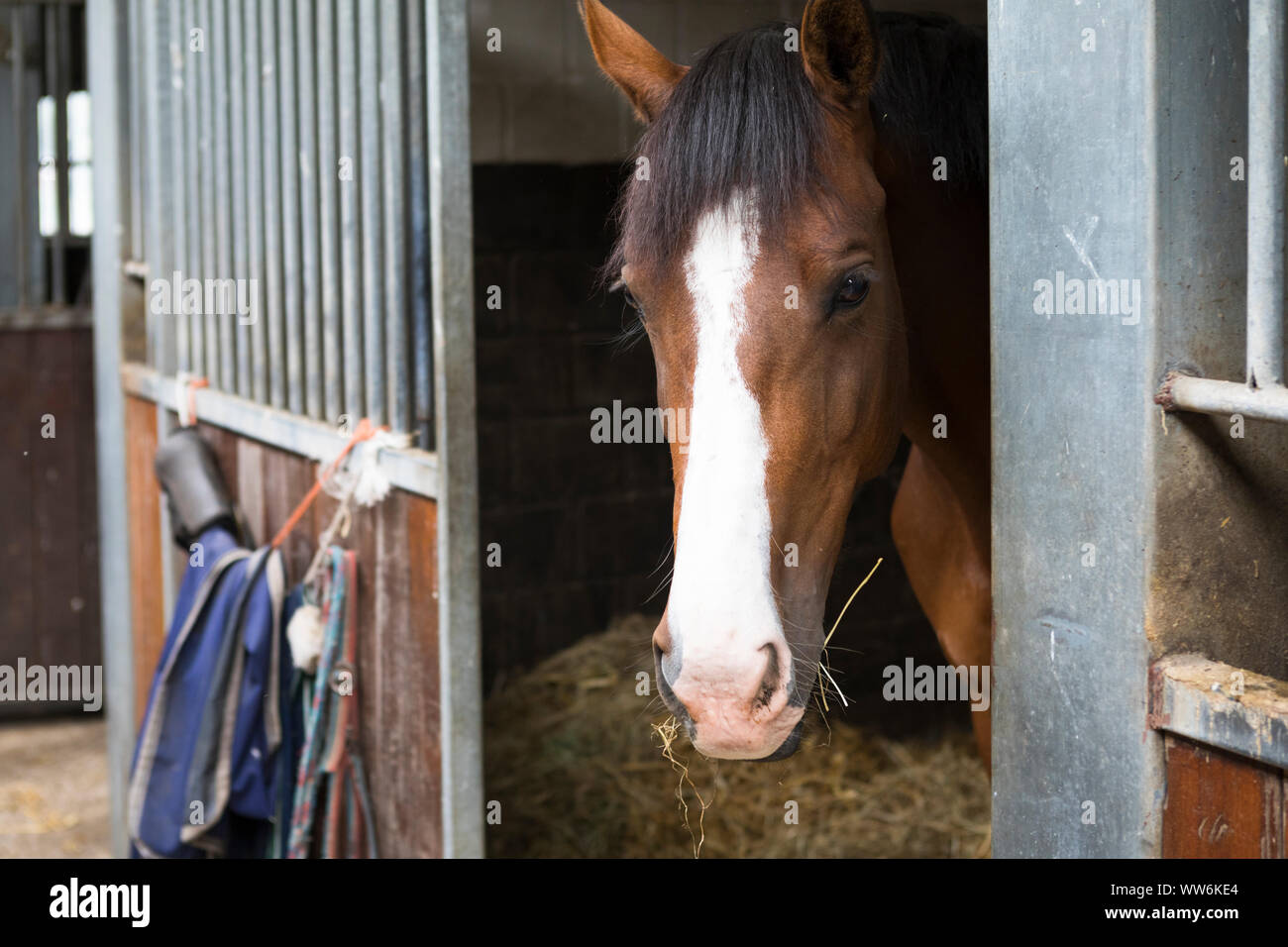 Braunes Pferd mit weißer Blesse neugierig an die stabile, Niederlanden Stockfoto