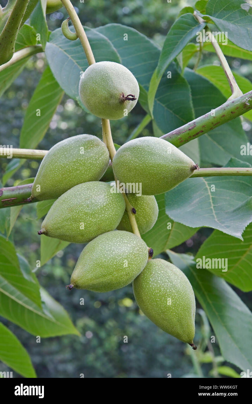Mandschurische Walnuss, Juglans mandshurica, Grün Obst outdoor. Stockfoto