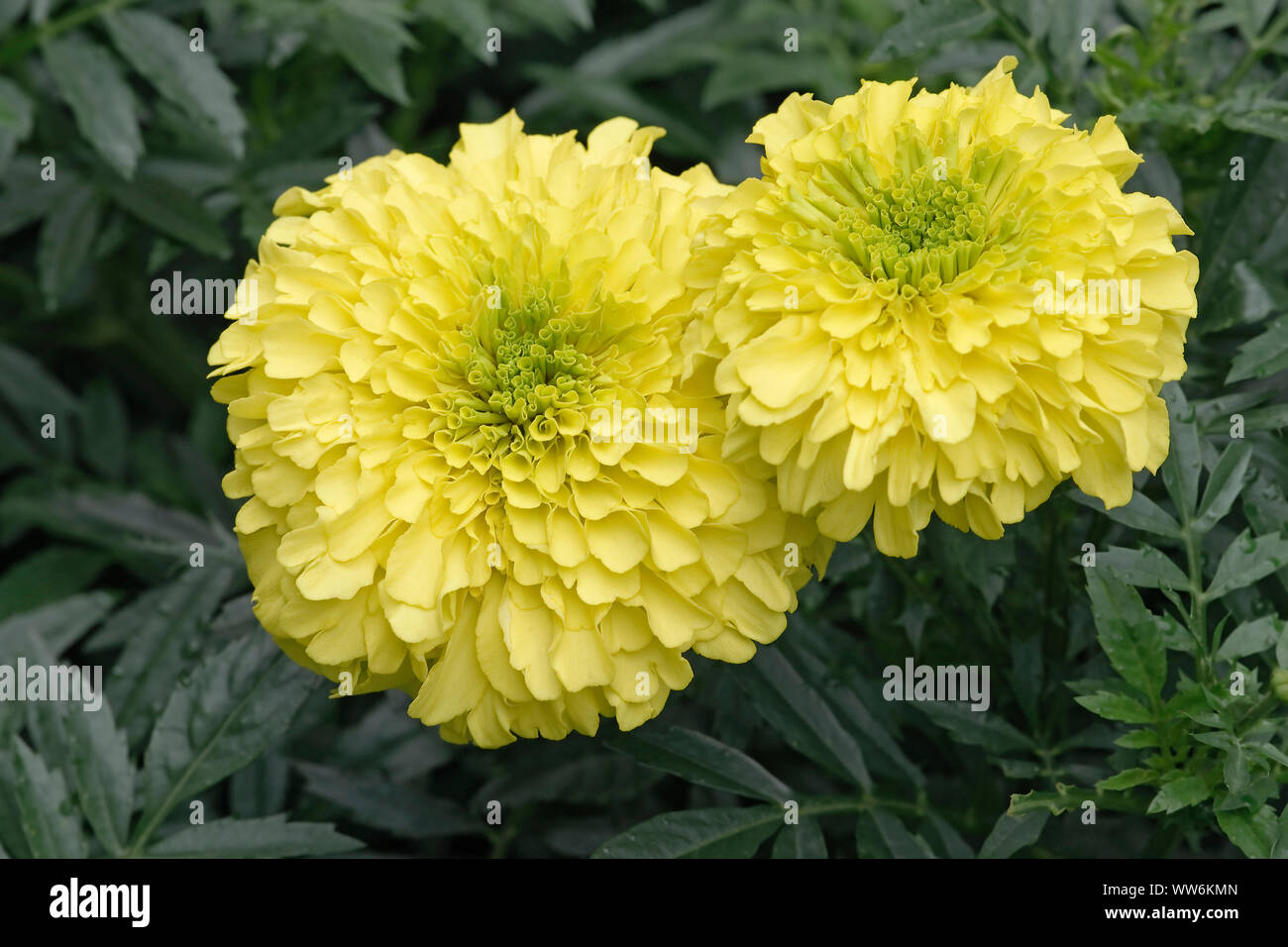 Ringelblume, Tagetes erecta, zwei gelben Blumen wachsen im Freien. Stockfoto