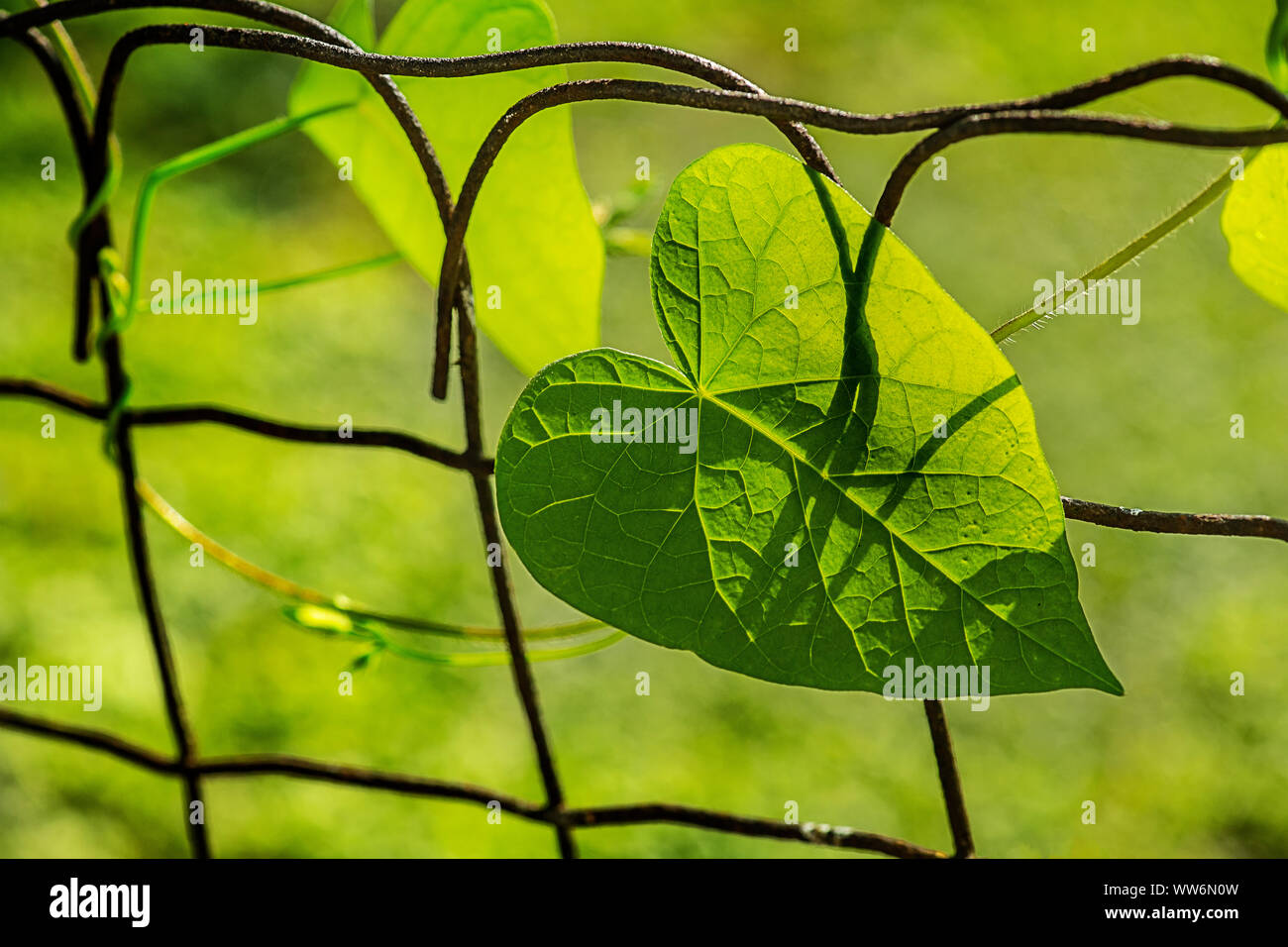 Morning Glory Blatt auf rostigen Zaun Stockfoto