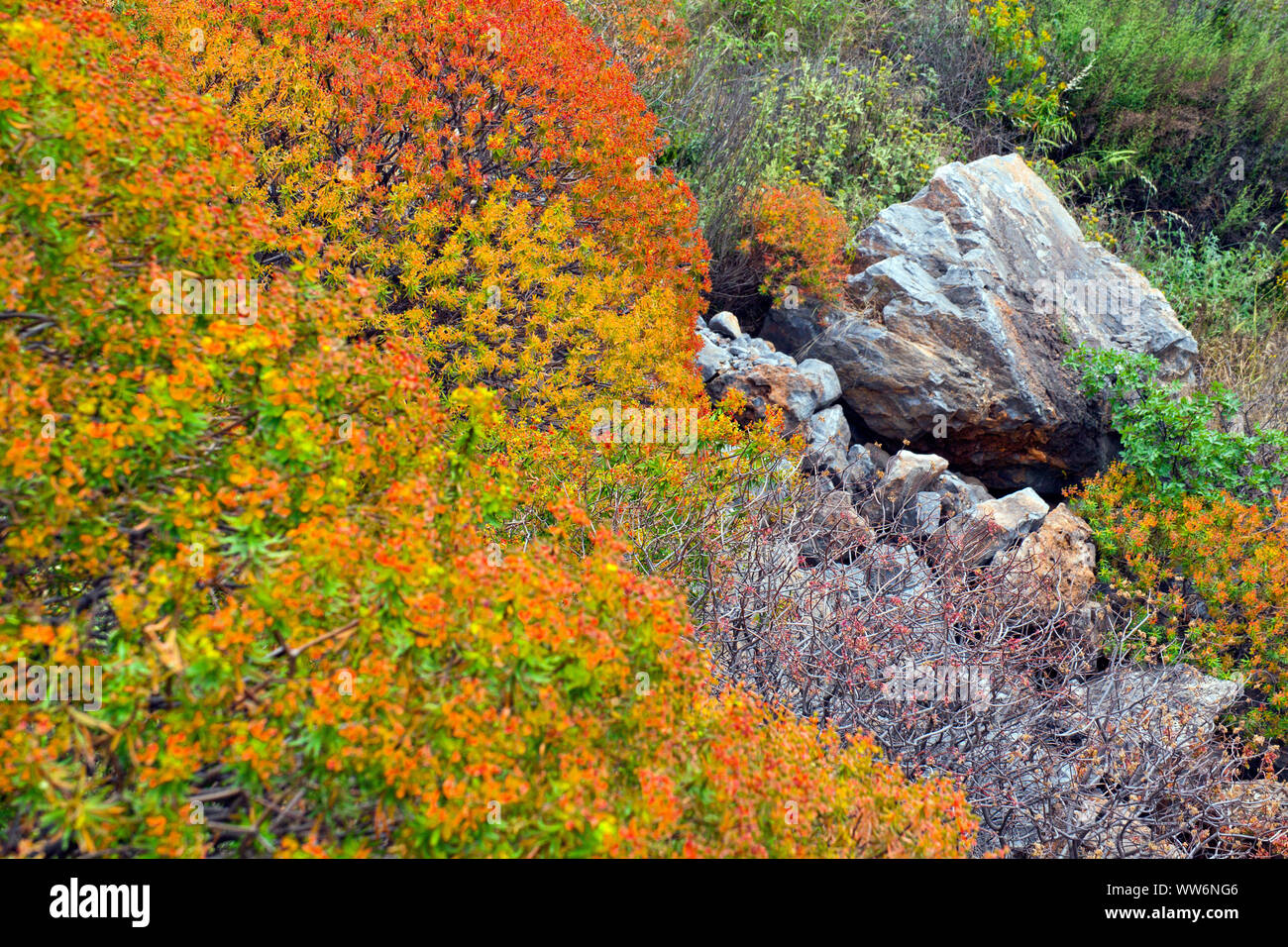 Bunte macchia auf der halbinsel mani in griechenland Fotos und