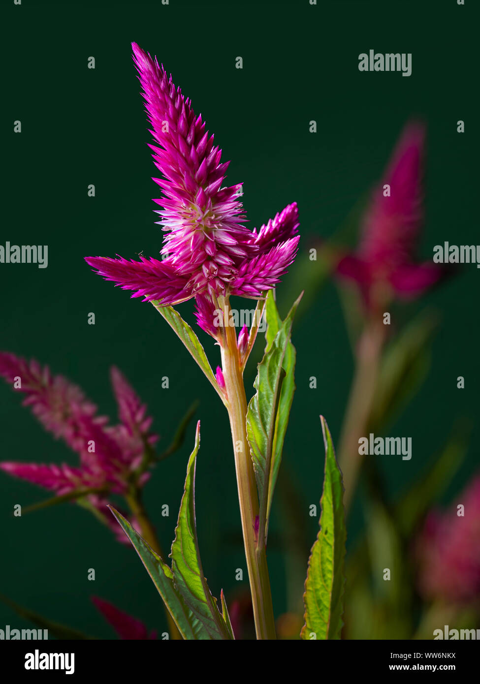 Celosia Flamingo Cockscomb rosa Blume Stockfoto