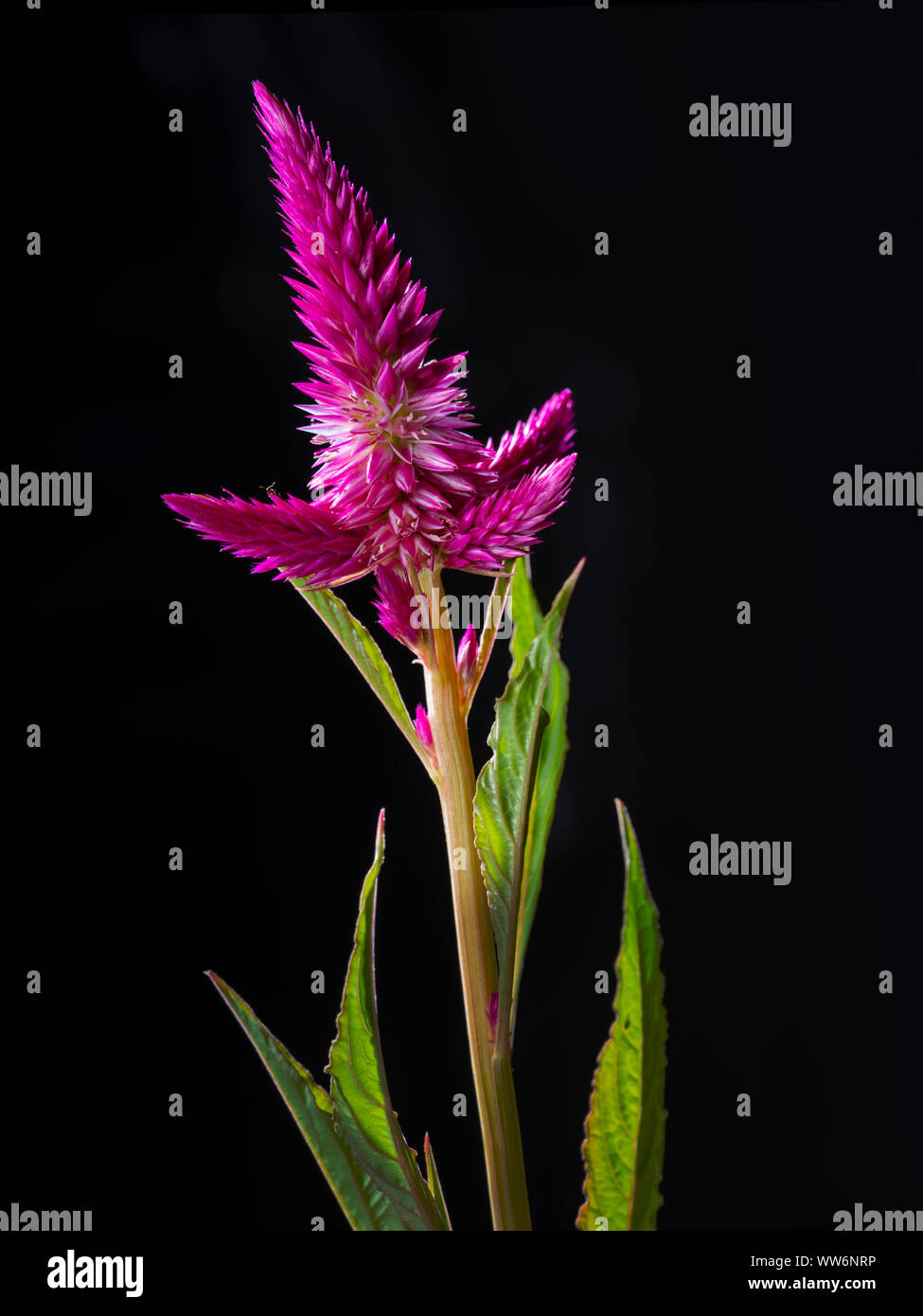 Celosia Flamingo Cockscomb rosa Blume Stockfoto