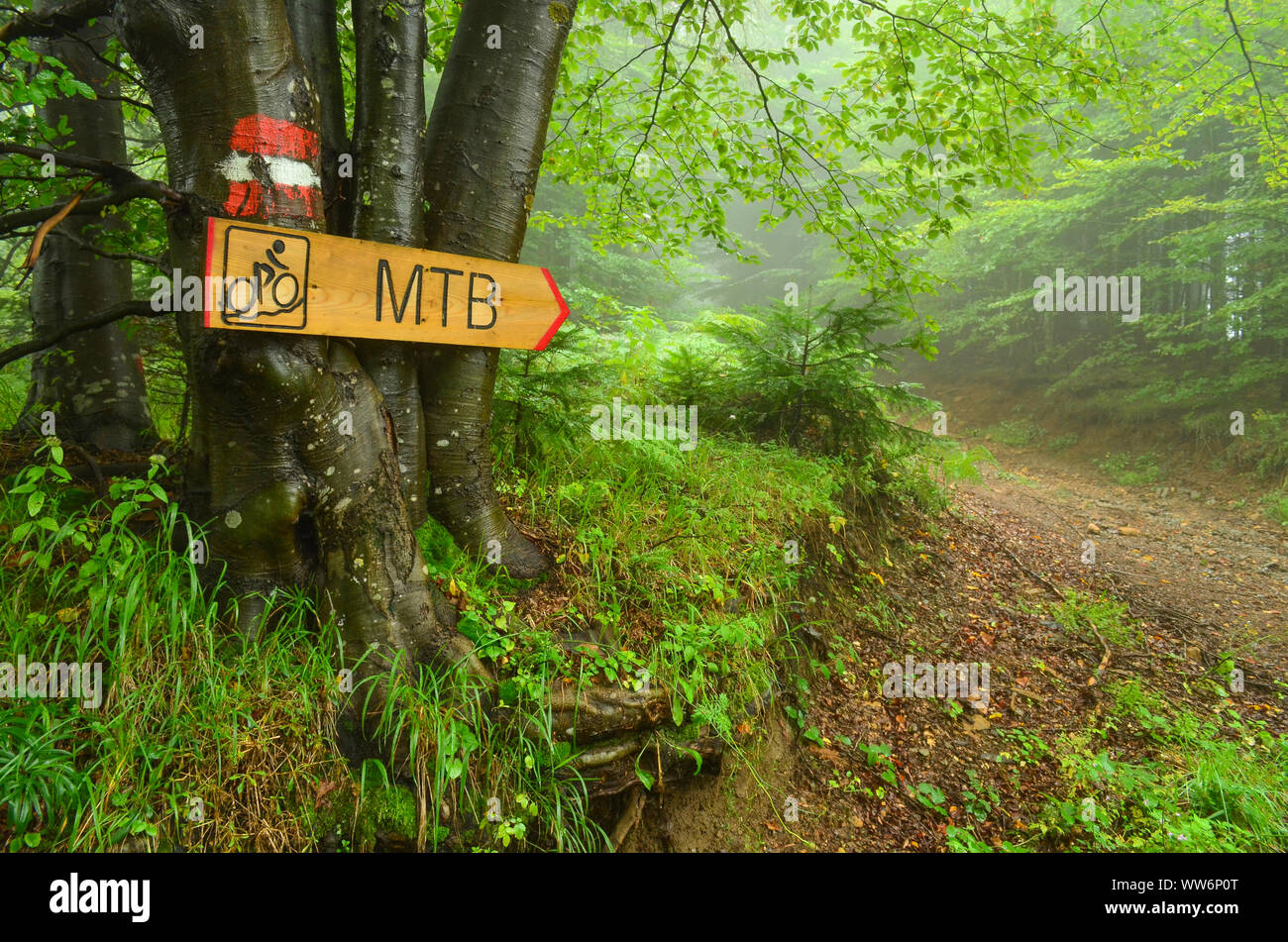 Wanderführer Mark und Fahrradroute Namensschild auf Buche drei, der Radweg durch den nebligen Wald Stockfoto