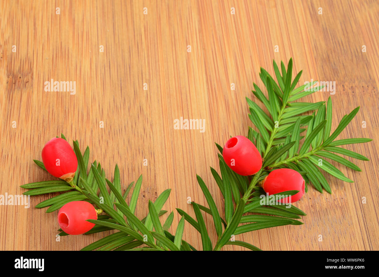 Zwei rote Eibe Beeren auf den grünen Zweig über Holz- Hintergrund; rot ...