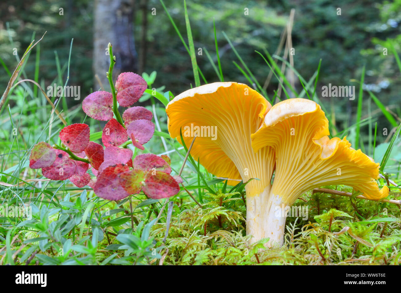 Cantharellus Cibarius var. Pallidus oder Pfifferlinge im natürlichen Lebensraum, unter grünen Moos und Gras, nächsten Zweig mit roten, Blätter im Herbst zu Blueberry Stockfoto