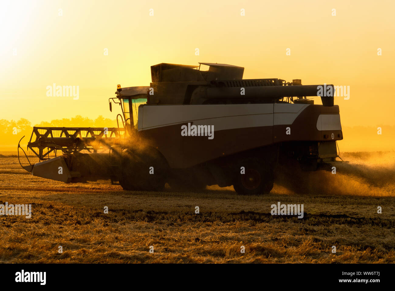 Feldhäcksler ernten Getreide im Feld Verbinden Stockfoto