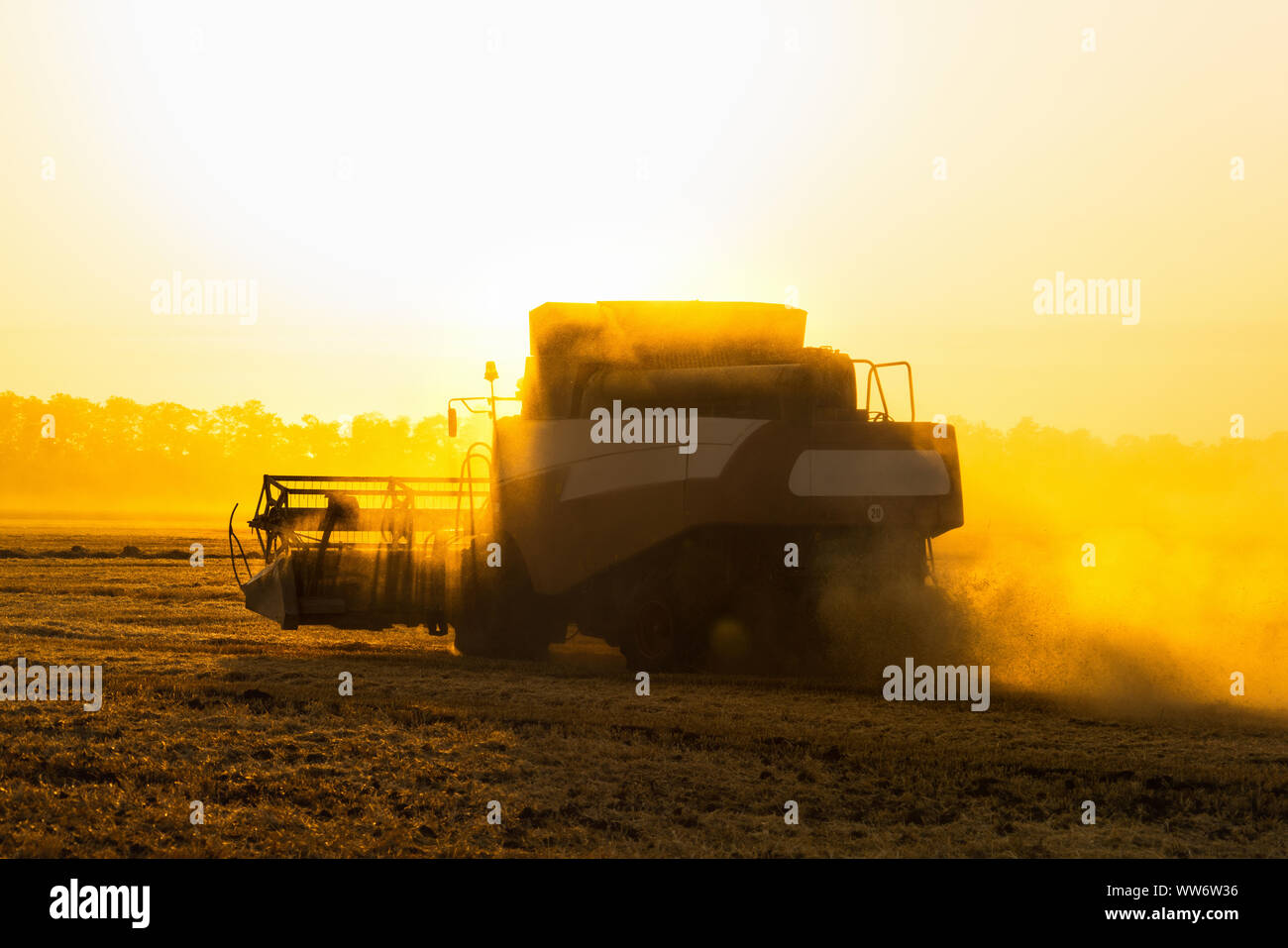Feldhäcksler ernten Getreide im Feld Verbinden Stockfoto