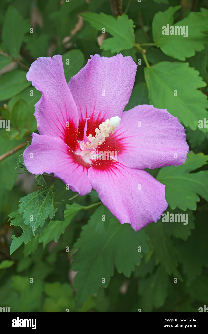 Hibiskus, stieg von Sharon, Hibiscus syriacus, Single rosa Blume wächst Outdoor. Stockfoto