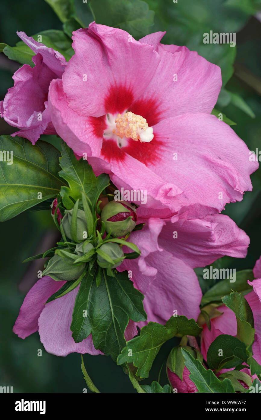 Hibiskus, stieg von Sharon, Hibiscus syriacus, rosa gefärbten Blüten wachsen Outdoor. Stockfoto