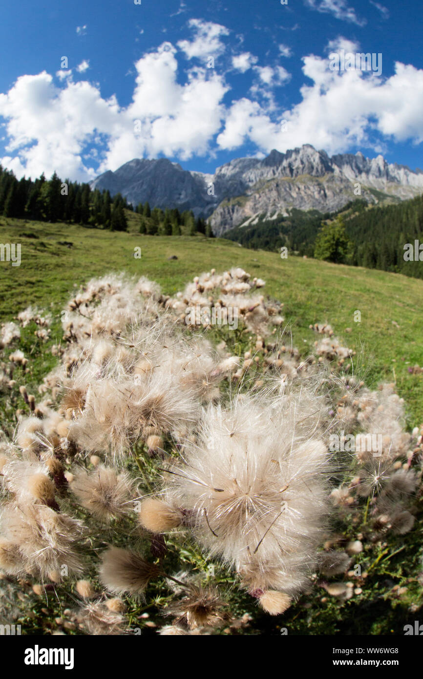 Woolly Thistle, Cirsium eriophorum, an der Mitterfeldalm, Salzburger Land, Österreich Stockfoto