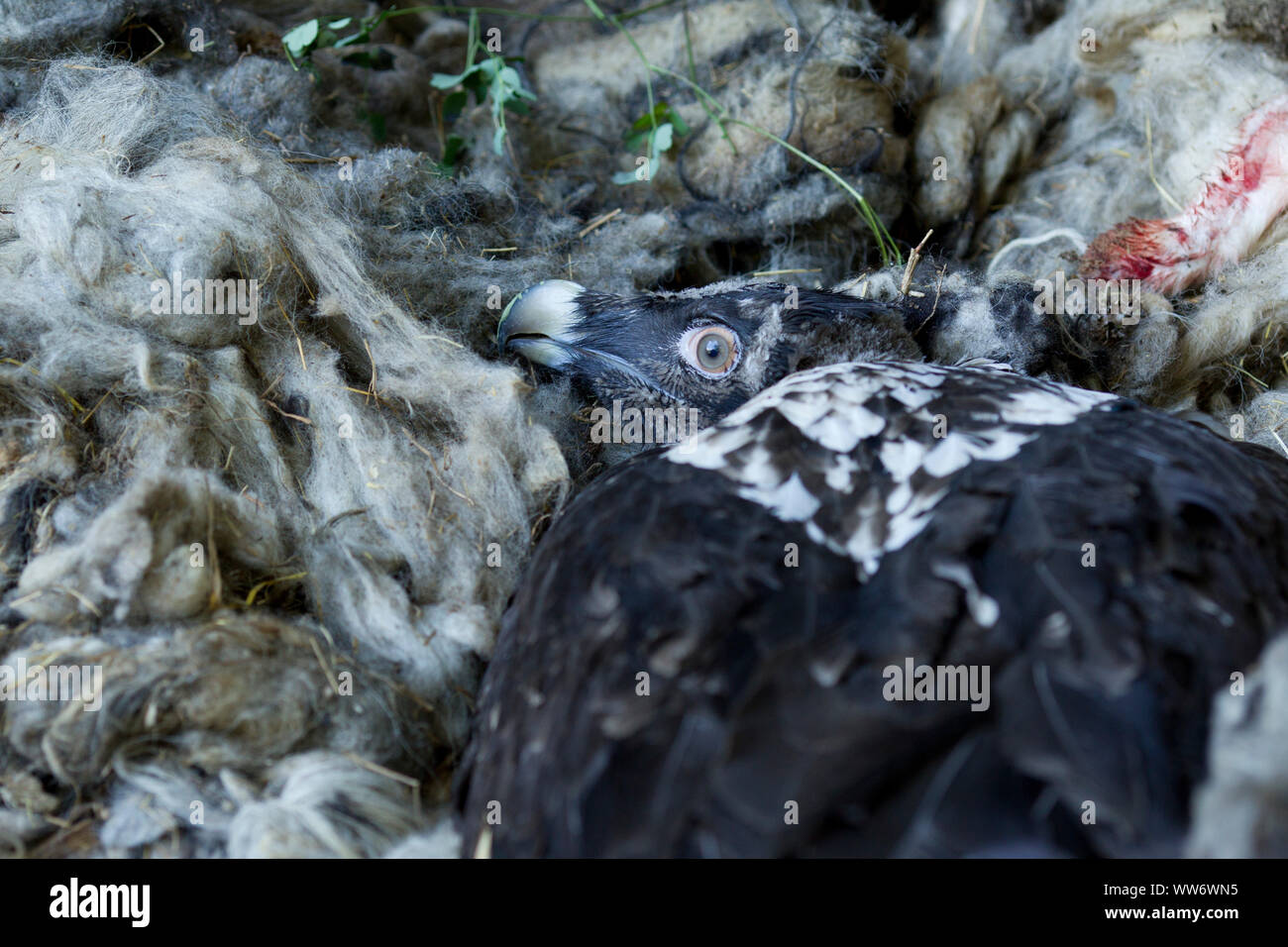 Junge Bartgeier im Nest, Geier Wiedereinführung in Habachtal, Nationalpark Hohe Tauern, Salzburger Land, Österreich. Stockfoto