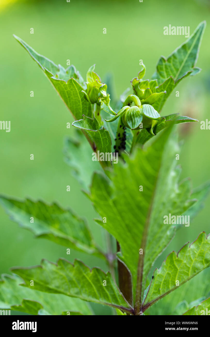 Blattläuse sitzen auf den Schaft eines Dahlia Stockfoto