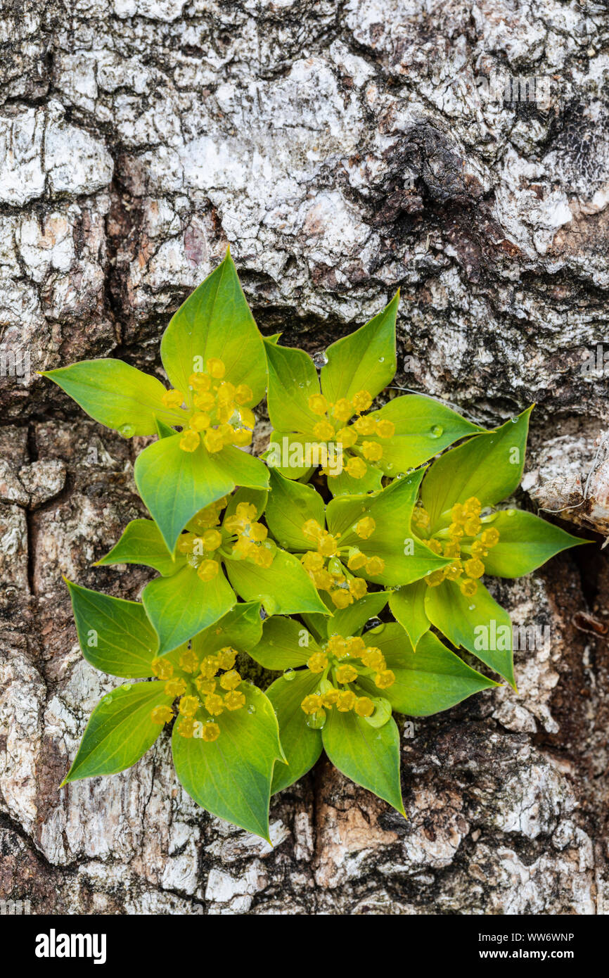 Blossom von Schmetterling fetthenne auf Birkenrinde Stockfoto