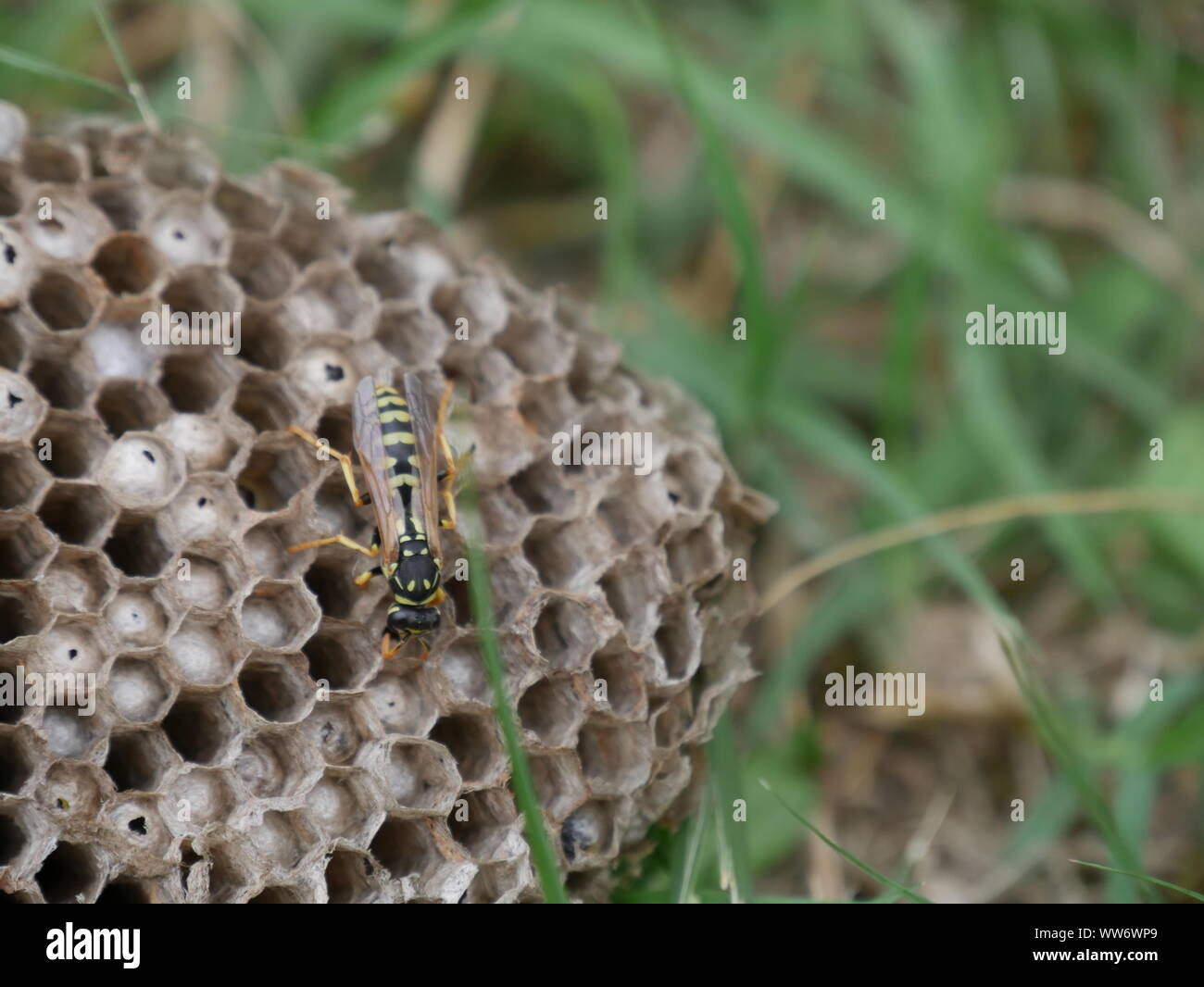 Eine Wespe die Pflege des larvaes Stockfoto