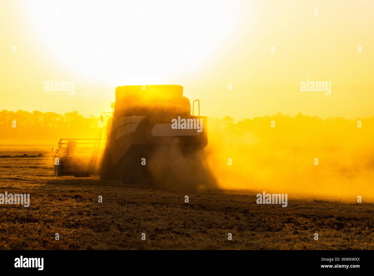 Feldhäcksler ernten Getreide im Feld Verbinden Stockfoto