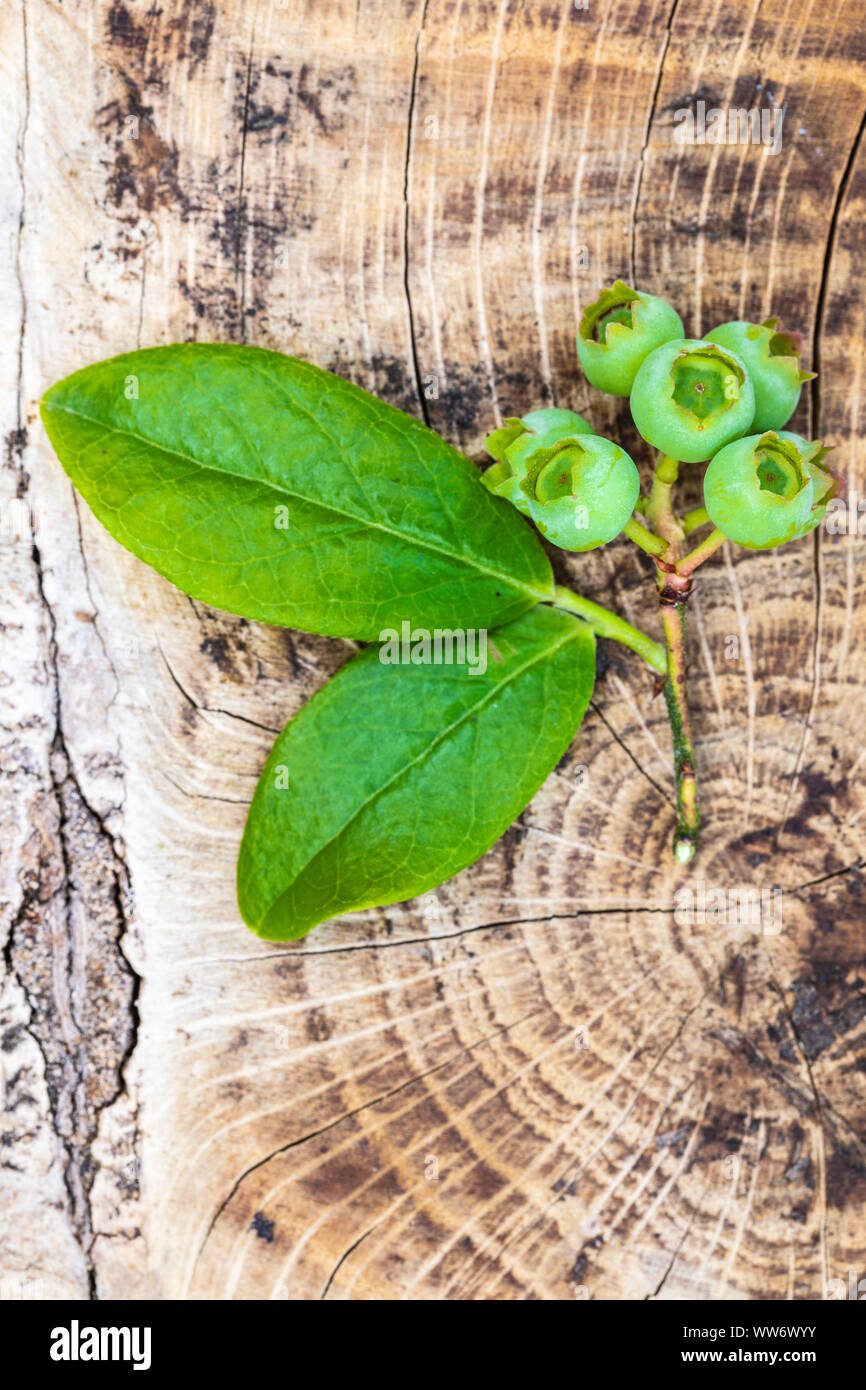 Heidelbeeren, Vaccinium corymbosum 'Bluecrop', unreife mit Blättern auf Holzuntergrund, Still Life Stockfoto