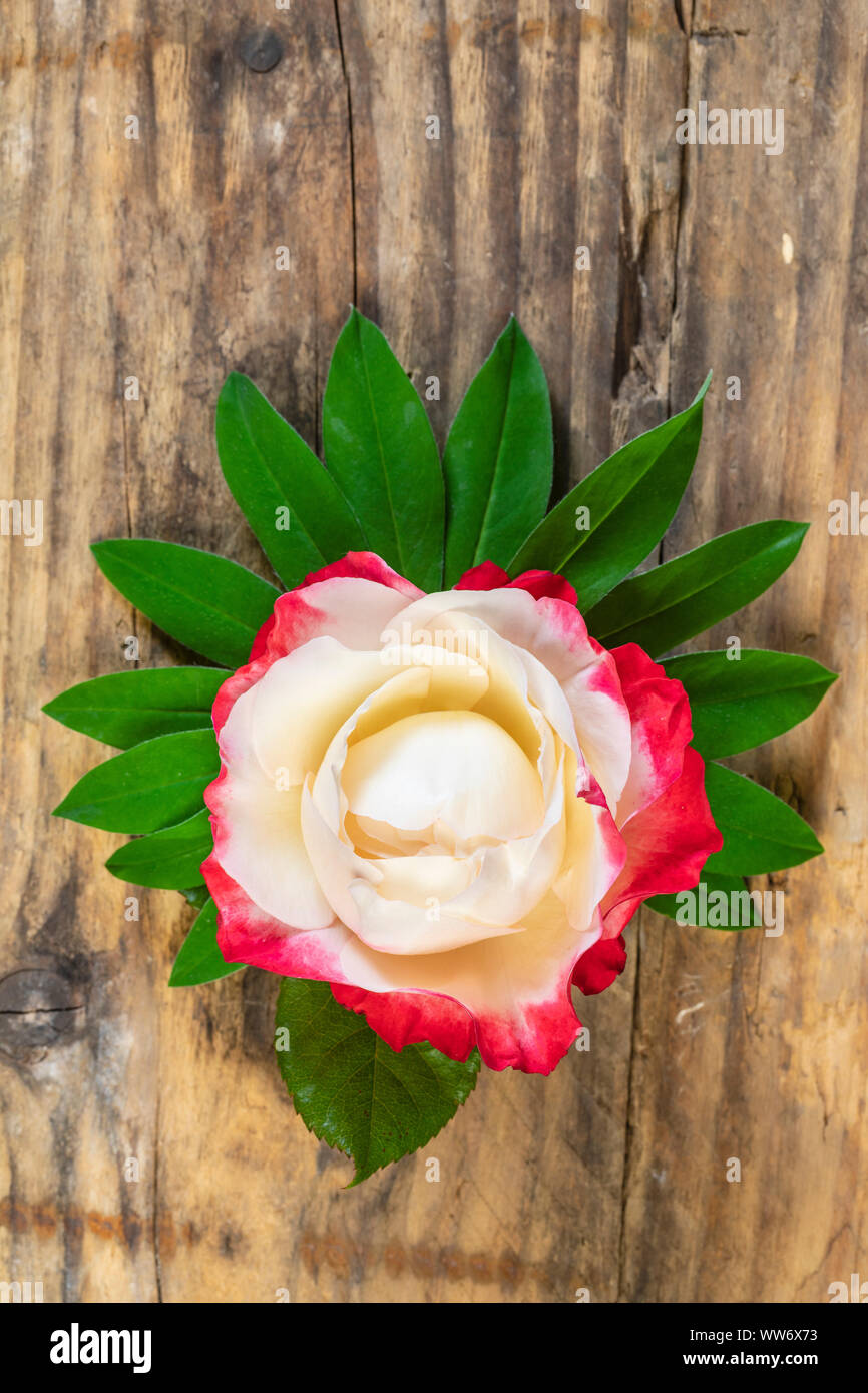 Rosenblüten Rosa 'Nostalgie' auf Lupin Blätter, Stillleben, Holz- Hintergrund Stockfoto