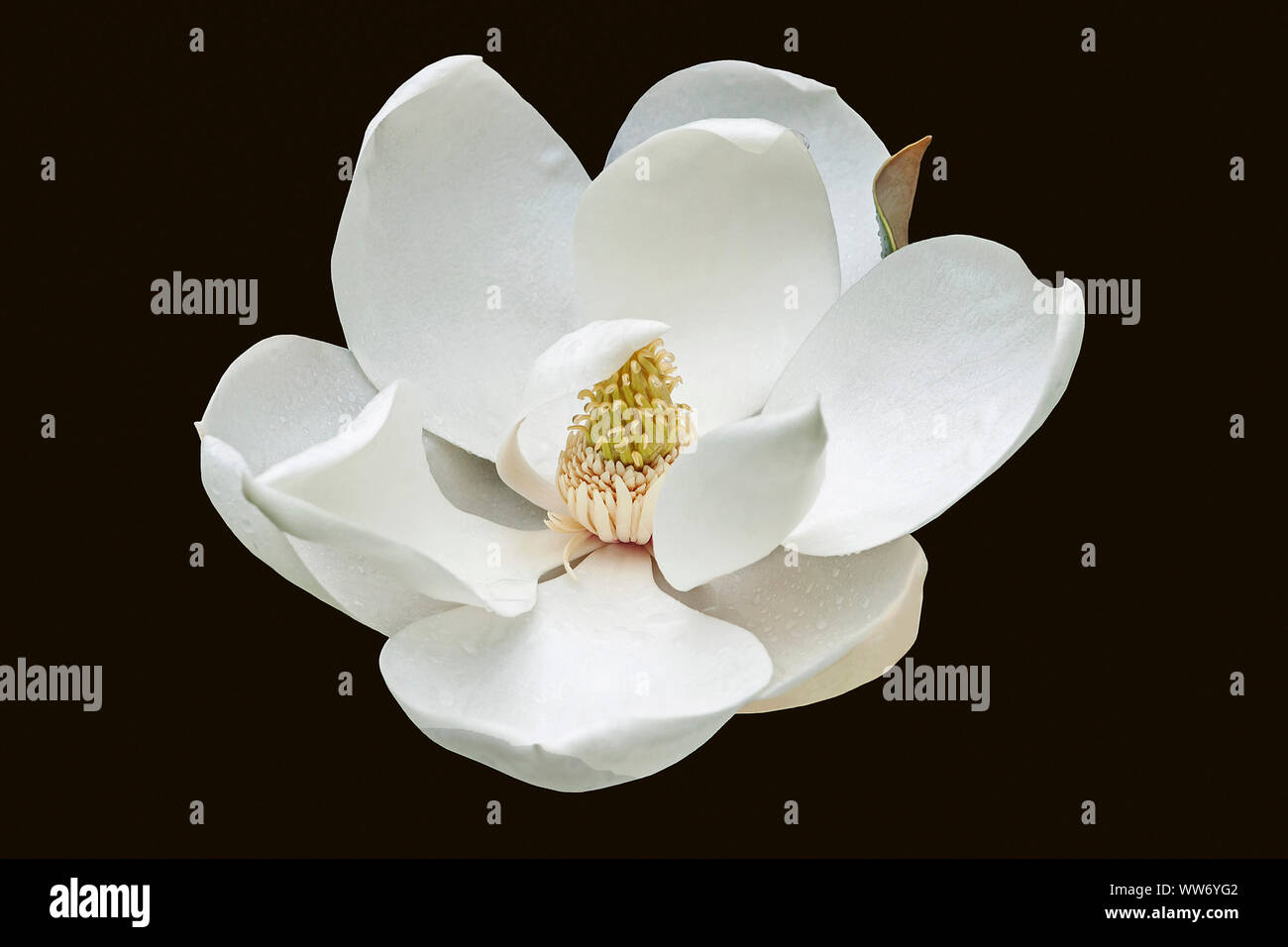 Magnolia Magnolia grandiflora, einzelne weiße Blume mit schwarzem Hintergrund. Stockfoto