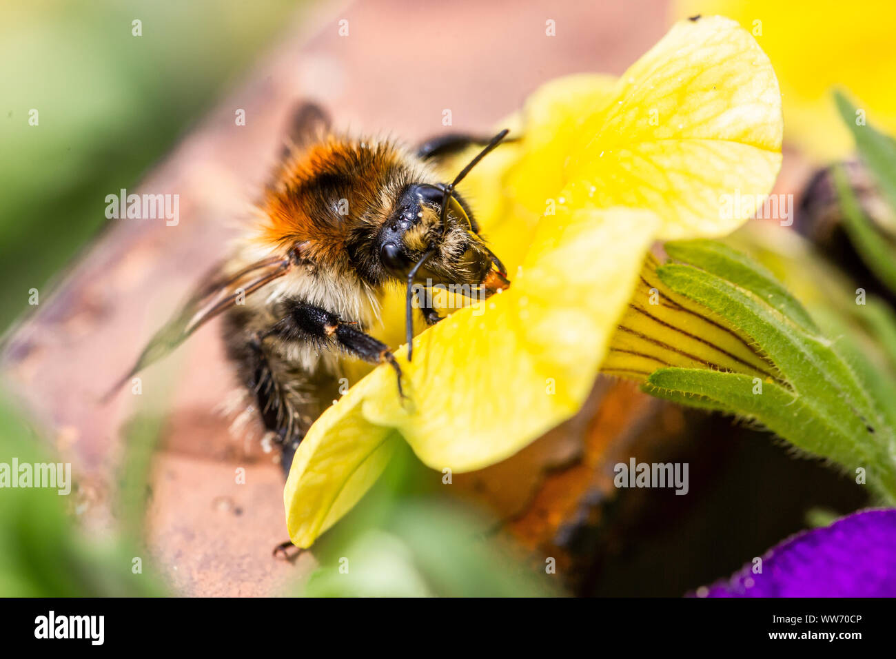 Bee in einem gelben Blume, Hintergrund verschwommen, makroaufnahme Stockfoto