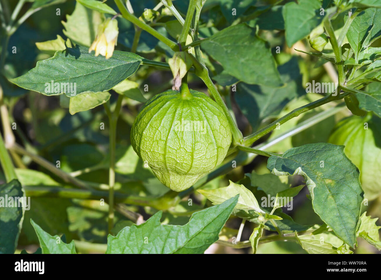 Tomatillo, Physalis philadelphica, grüne Frucht wächst im Freien auf der Anlage. Stockfoto