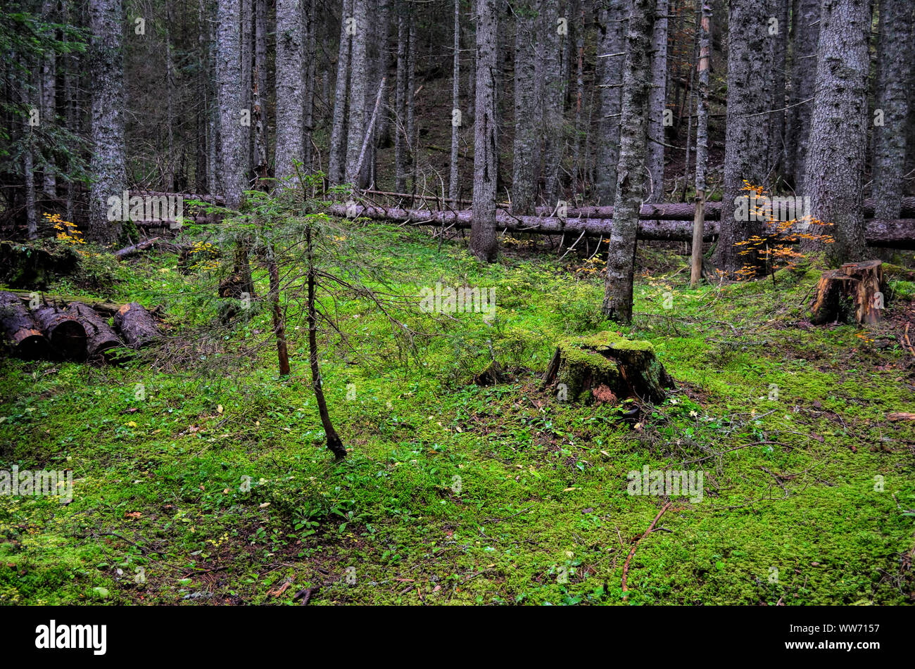 Tiefen, alten Tannen wald mit einigen moosigen Baumstümpfen und liegende Bäume Stockfoto