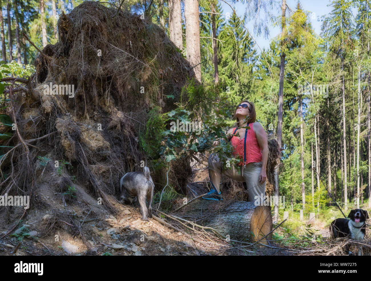 Frau mit zwei Hunden auf einen riesigen Riss root. Stockfoto