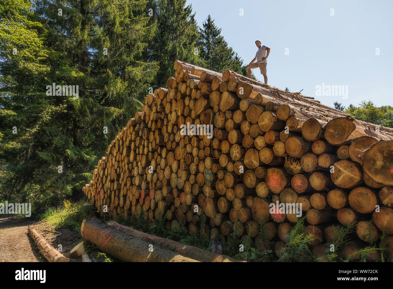 Ein Mann hat einen riesigen Stapel von Holz geklettert. Auf einer der unteren Baumstämmen ist in Deutsch geschrieben: ist verboten Stockfoto