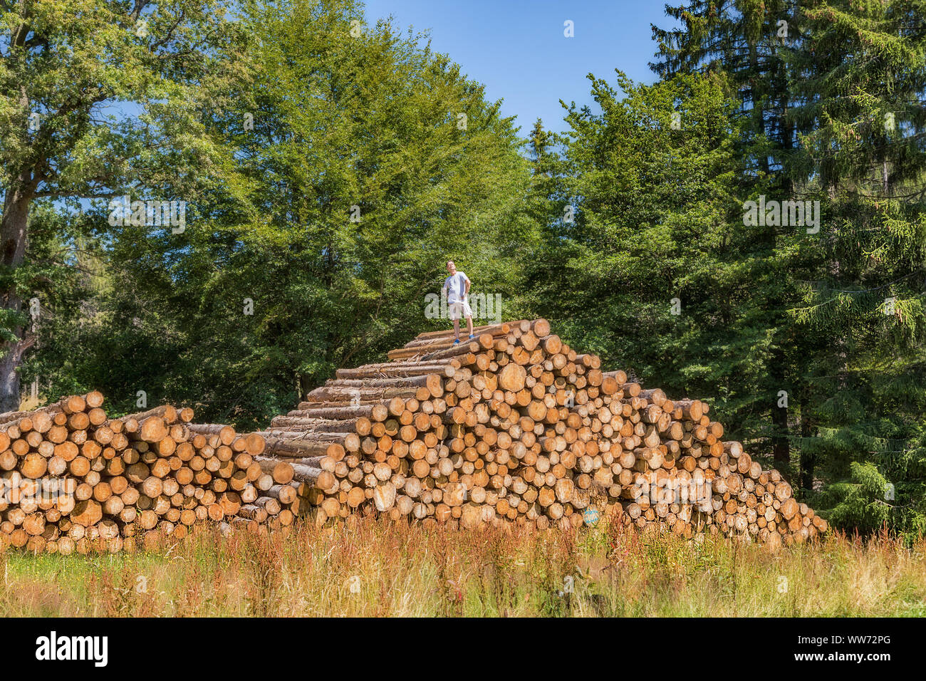 Ein Mann hat einen riesigen Stapel von Holz geklettert. Auf einer der unteren Baumstämmen ist in Deutsch geschrieben: ist verboten Stockfoto