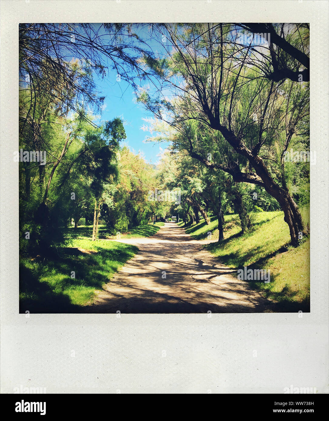 Park, Weg, Bäume, Blätter, Licht, Schatten Stockfoto