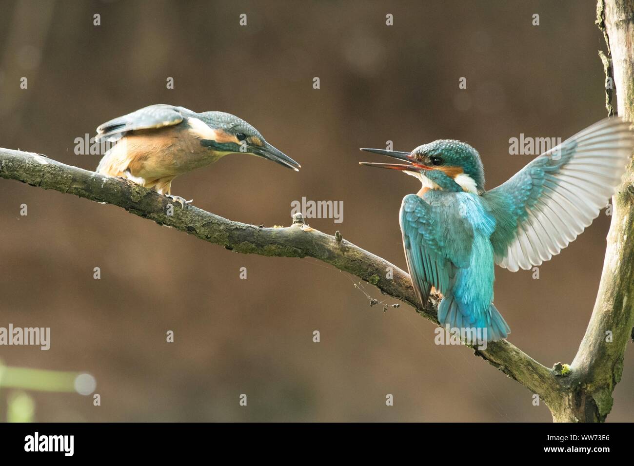 Zwei gemeinsame Eisvögel sitzen auf Zweig, Alcedo atthis Stockfoto