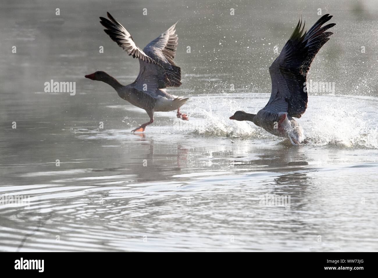 Graugänse weg vom Wasser, Anser anser Stockfoto