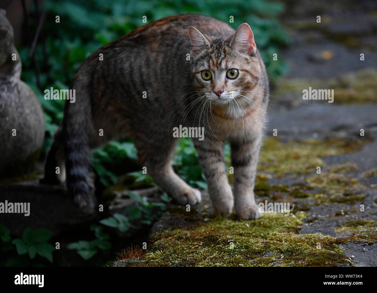 Hauskatze Junge 6 Monate Alt Stuttgart Baden Württemberg