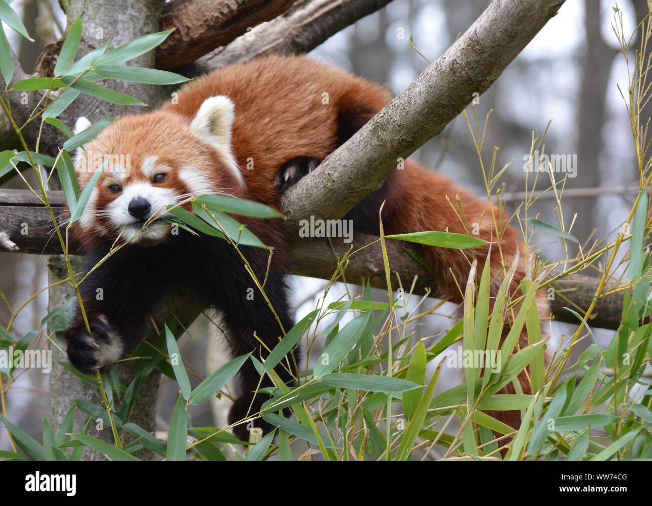 Ein Roter Panda auf einem Baum frisst Blätter des Bambus Stockfoto