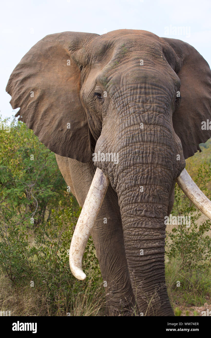 Die nahrungssuche Bull elephant Stockfoto