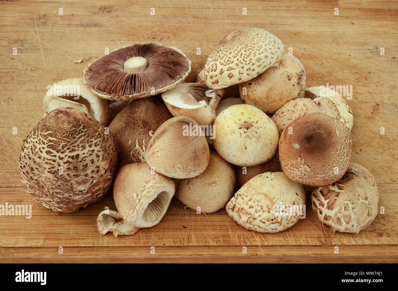 Wilden Wald Pilze - Sonnenschirm und Champignons, für Küche auf einer hölzernen Schneidebrett zubereitet Stockfoto