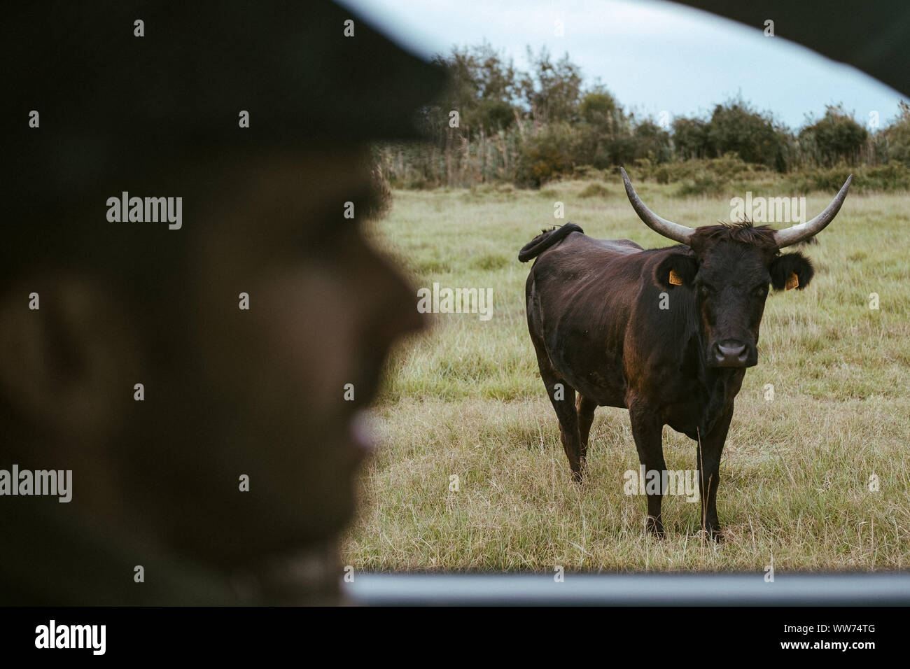 Der Besuch eines Stieres und Horse Farm in der Camargue, Frankreich Stockfoto