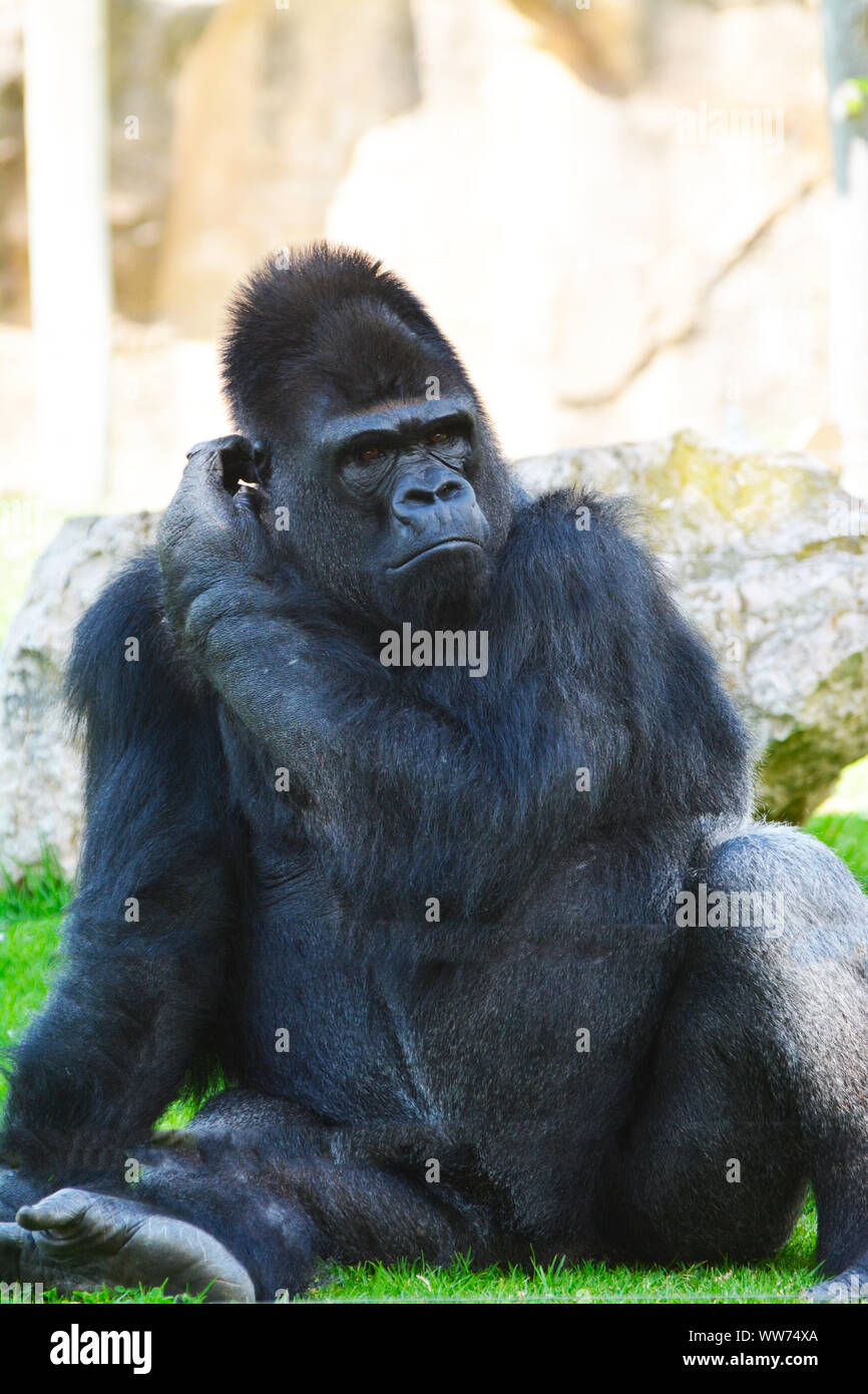 Ein Gorilla in einem Moment der Ruhe Stockfoto