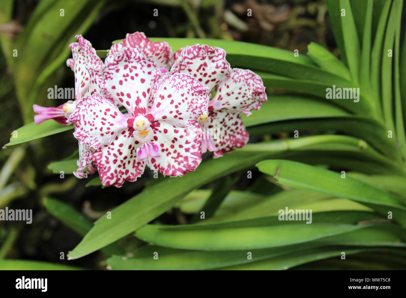 Blühende Orchideen im Botanischen Garten in Singapur Singapur Stockfoto
