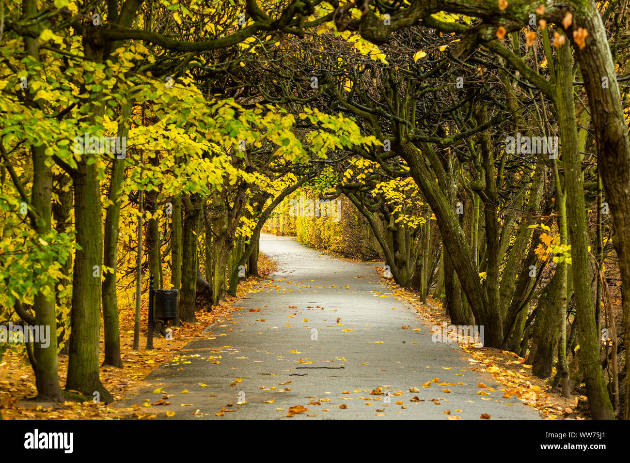 Europa, Polen, Pommern, Gdansk/Danzig, Oliwa Park Stockfoto