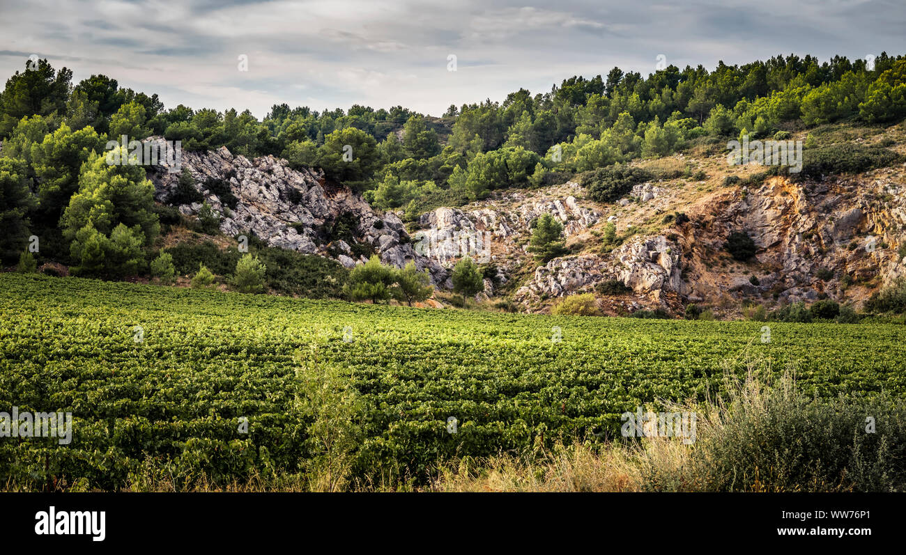 Weinreben, Sommer, La Clape Kalksteinmassiv, Aude, Occitanie Region, Frankreich Stockfoto