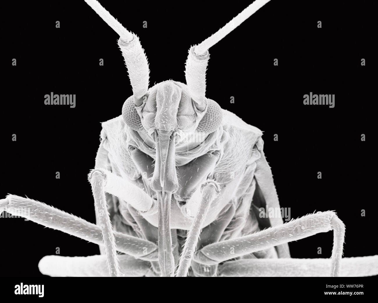 Rasterelektronenmikroskopische Aufnahme einer Anlage Bug (31-fache Vergrößerung) Stockfoto