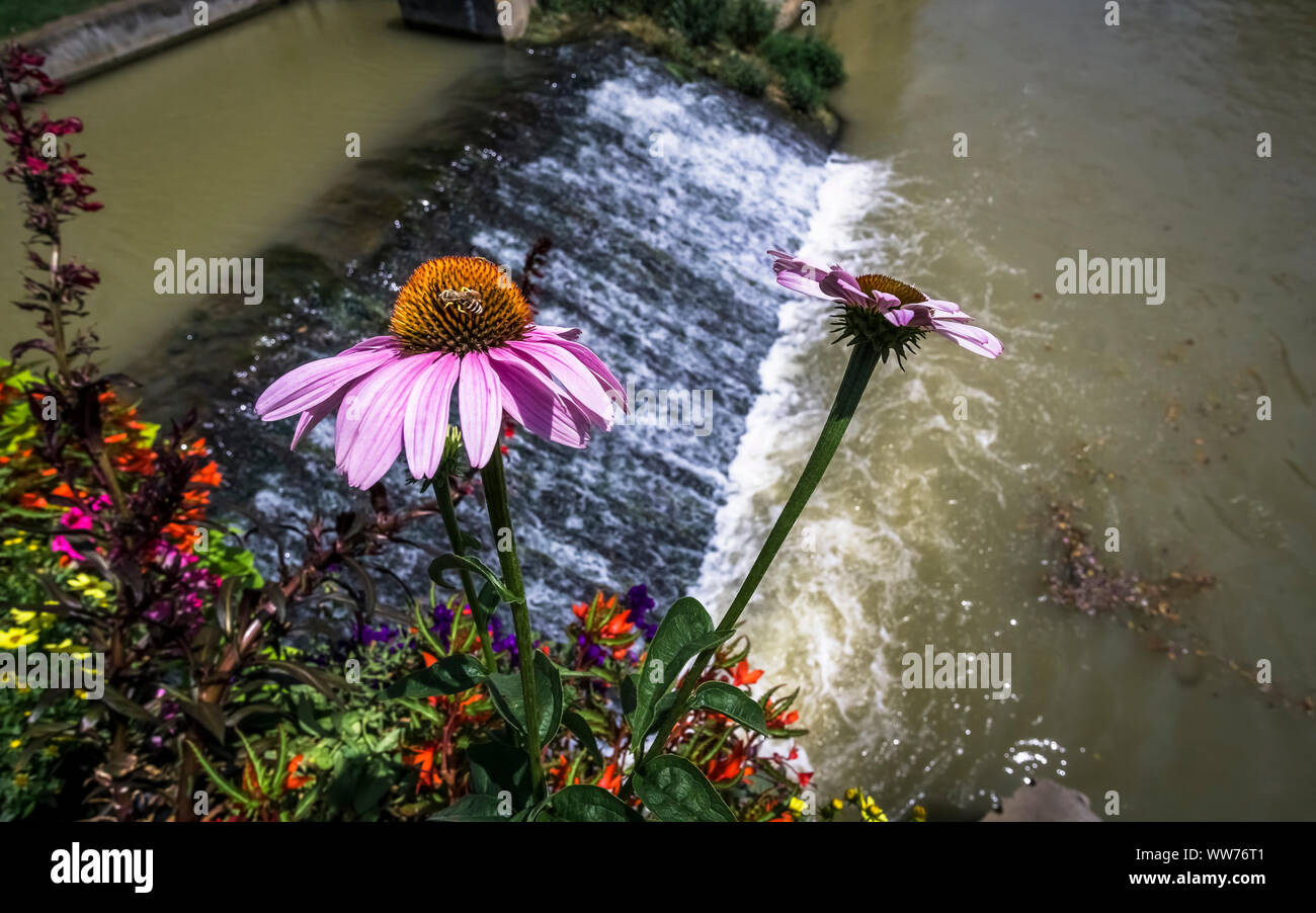 Sonnenhut über dem Canal de la Robine, Sommer, Narbonne, Aude, Occitanie Region, Frankreich Stockfoto