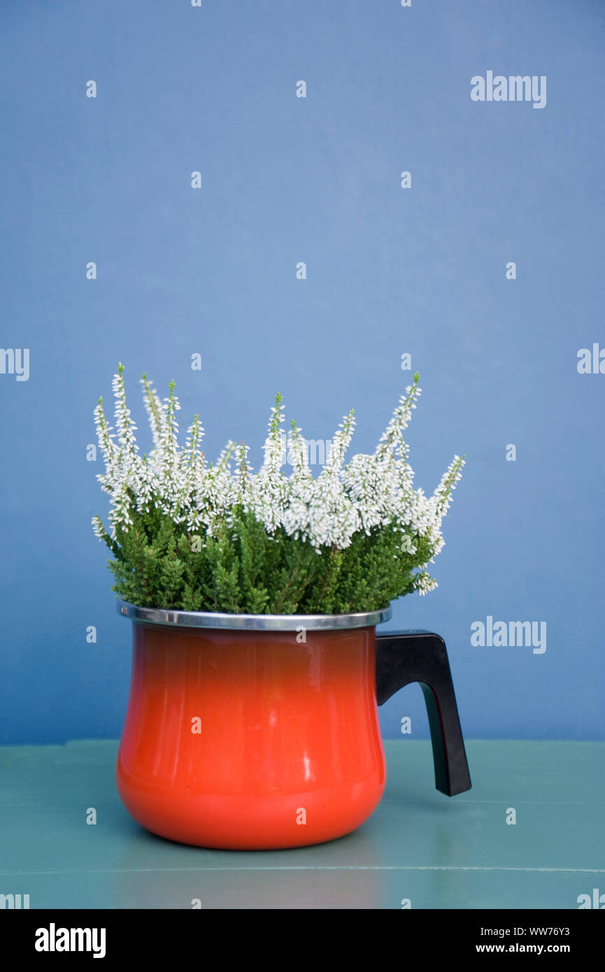 Retro Requisiten, Calluna vulgaris in alten Topf Stockfoto