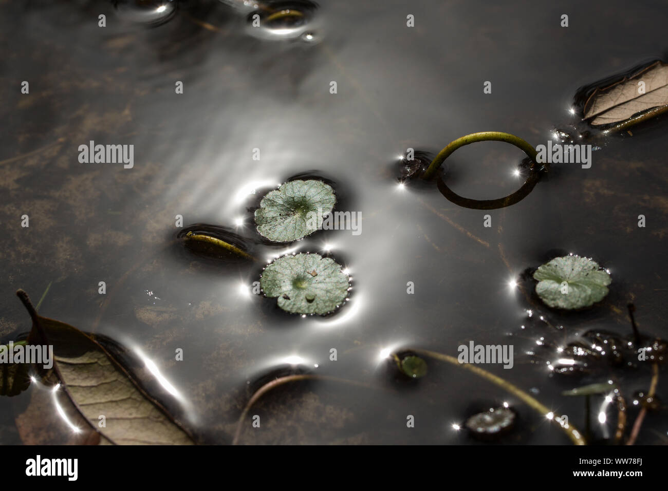 Kleine schwimmende Teichpflanzen und untergetauchte Blätter auf stiller Wasseroberfläche in Palm Harbor, Florida. Stockfoto